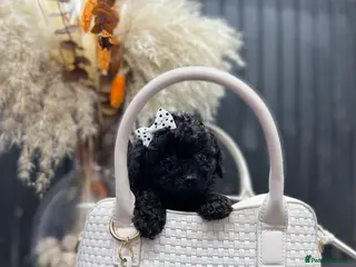 Cavapoo dogs RARE ** CAVAPOOS dna tested parents - Advert 5