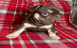 French Bulldog dogs for sale: QUALITY FRENCH BULLDOG PUPPIES - Advert 12