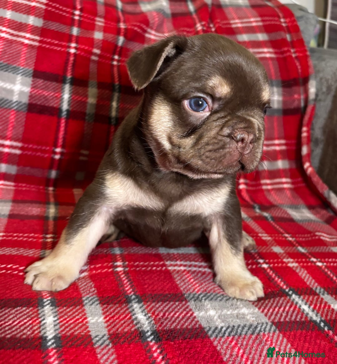 French Bulldog dogs for sale: QUALITY FRENCH BULLDOG PUPPIES - Advert 12