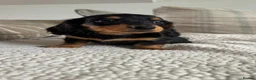 Miniature Dachshund dogs for sale: BEAUTIFUL PRA CLEAR & KC REG MINI DACHSHUNDS - Advert 4