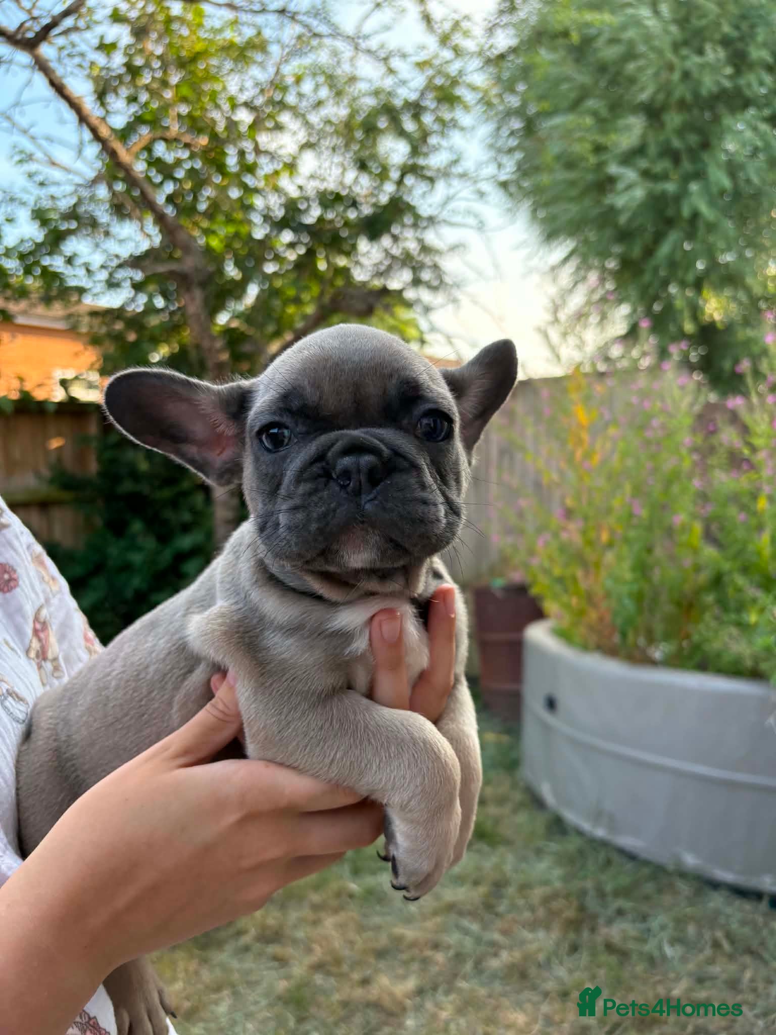 French Bulldog dogs 7 beautiful French bulldogs  - Advert 4