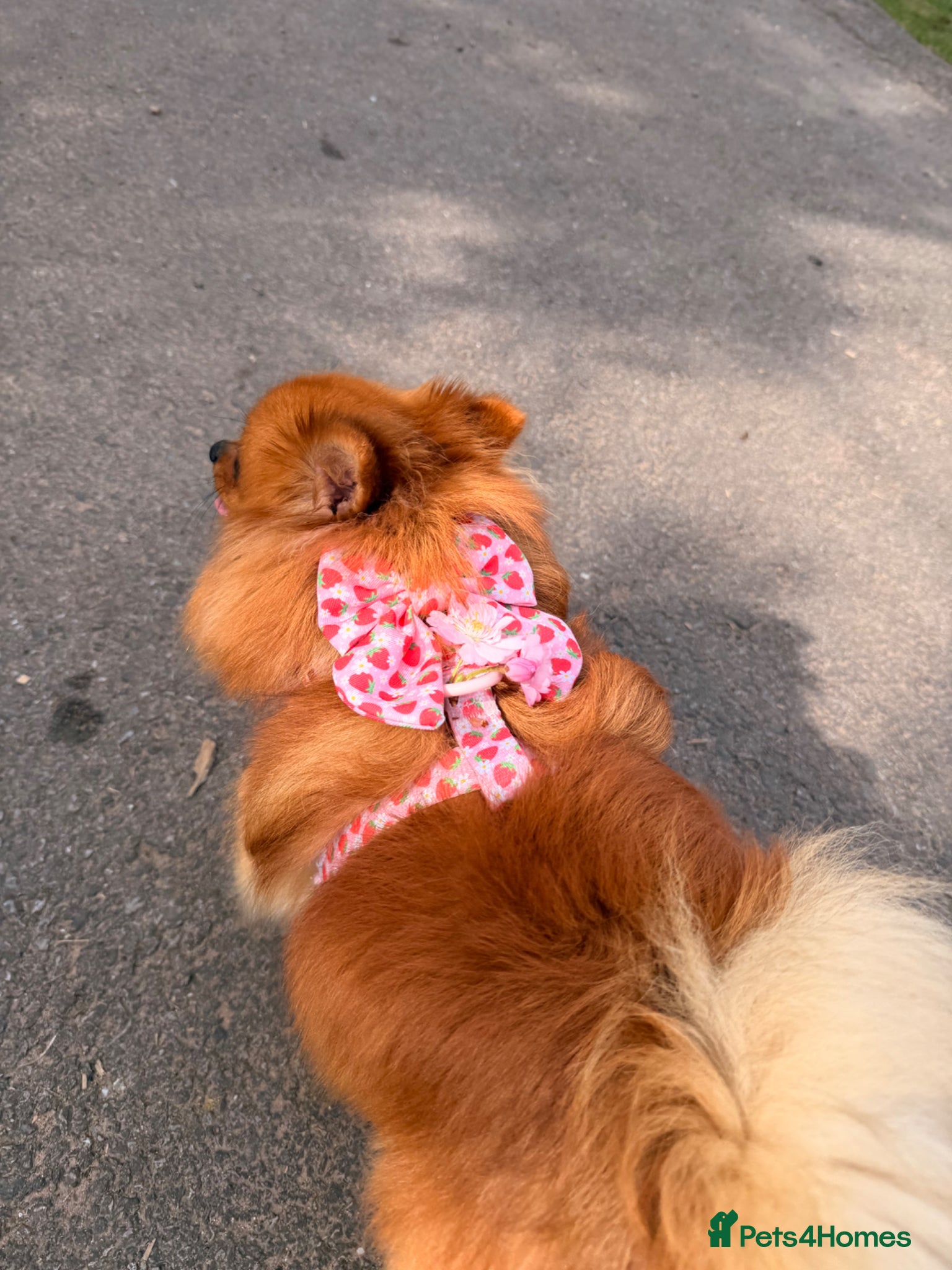 Pomeranian dogs for sale: Looking for her new family - Advert 6