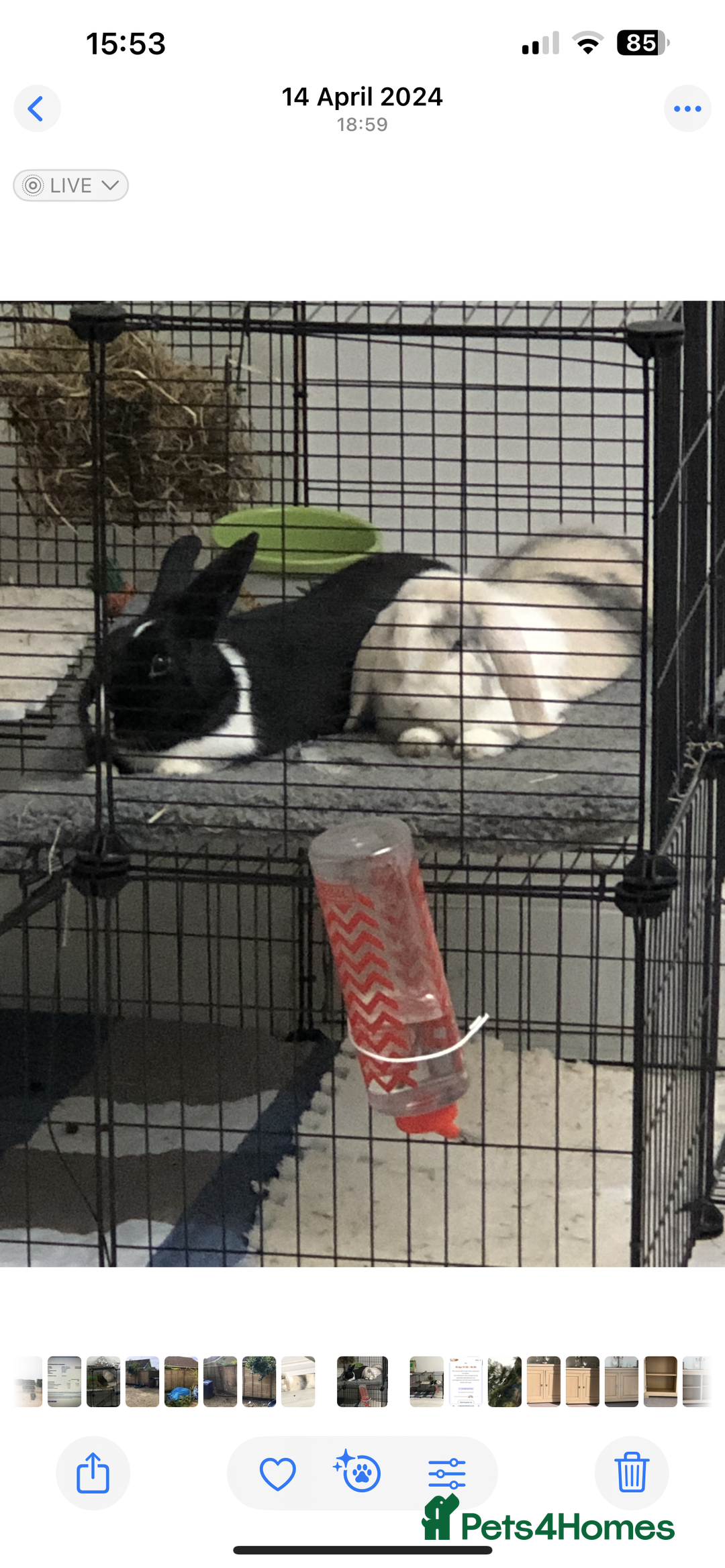 Cashmere Lop rabbits for sale: 2 Adorable rabbits best of friends - Image 2