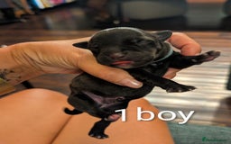 Staffordshire Bull Terrier dogs for sale: Ms/Mister - Image 11