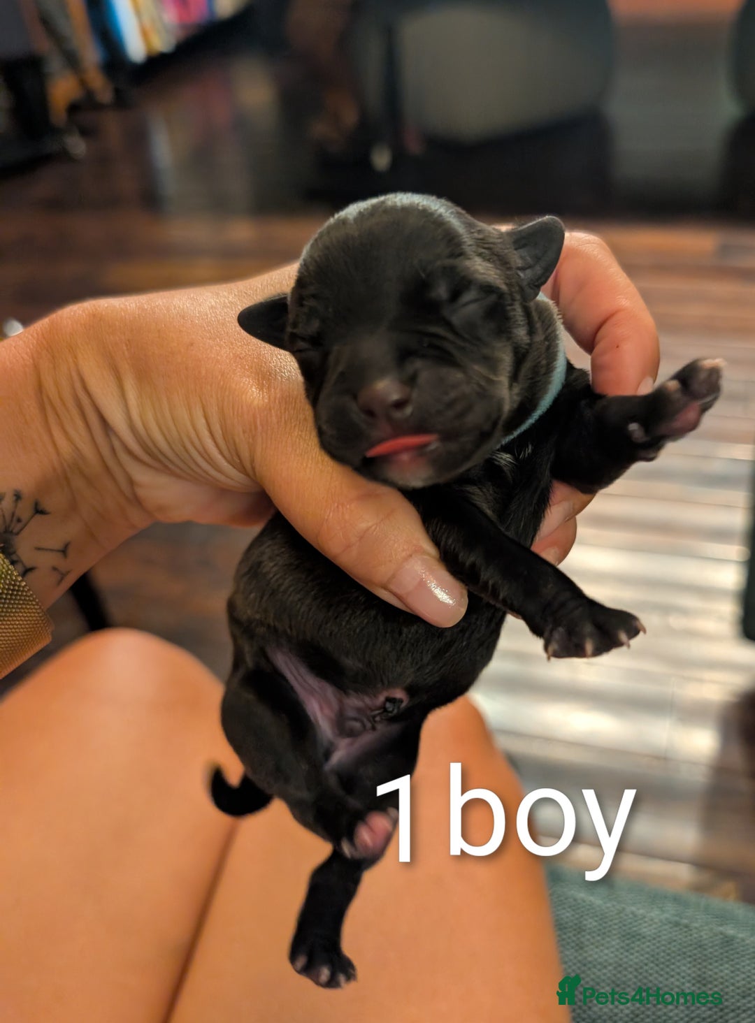 Staffordshire Bull Terrier dogs for sale: Ms/Mister - Image 11