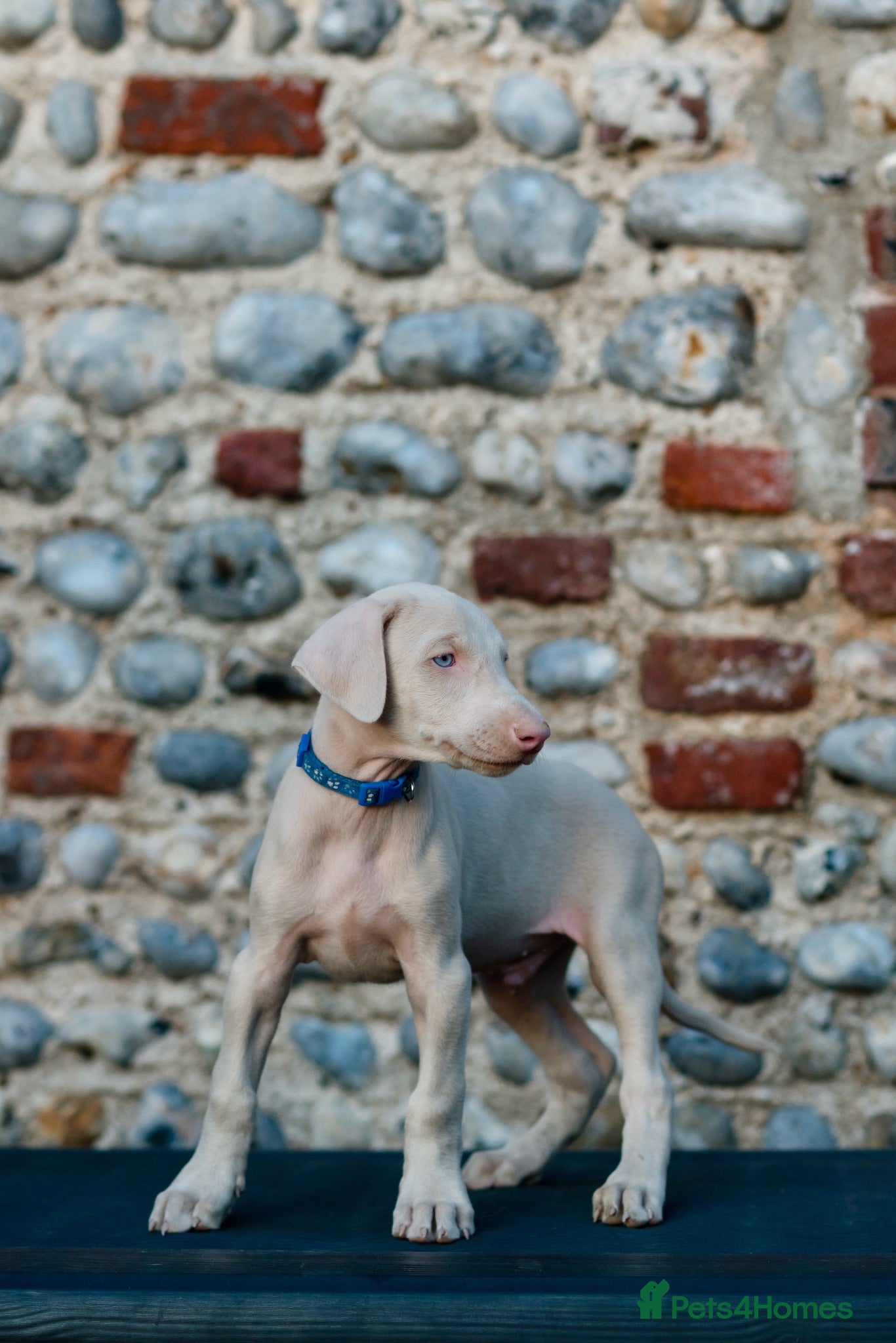 Dobermann dogs Stunning White & Cream Doberman Puppies available! - Advert 6