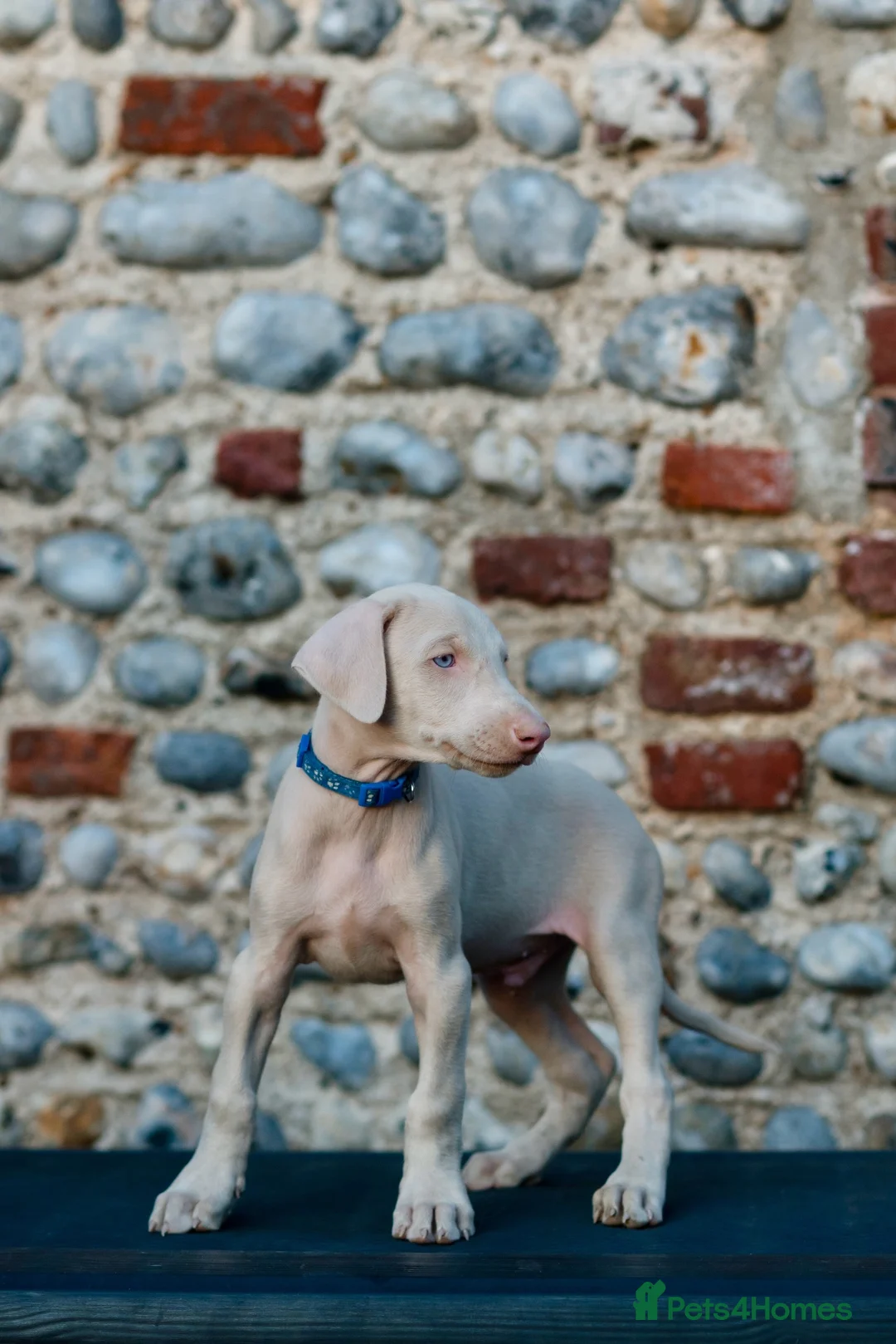 Dobermann dogs for sale: Exceptional White & Cream Doberman Puppies - Advert 1