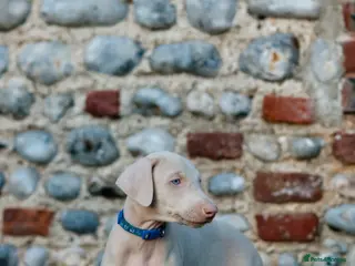 Dobermann dogs Stunning White & Cream Doberman Puppies available! - Advert 6