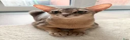 Abyssinian cats for sale: 🐾 Two Gorgeous Abyssinian Kittens 🐈‍⬛ - Advert 3