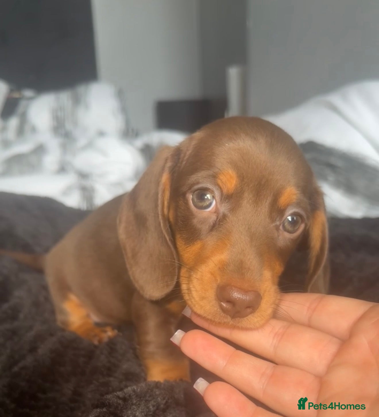 Miniature Dachshund dogs for sale: Miniature short-haired dachshunds (1 boy left)  - Advert 3
