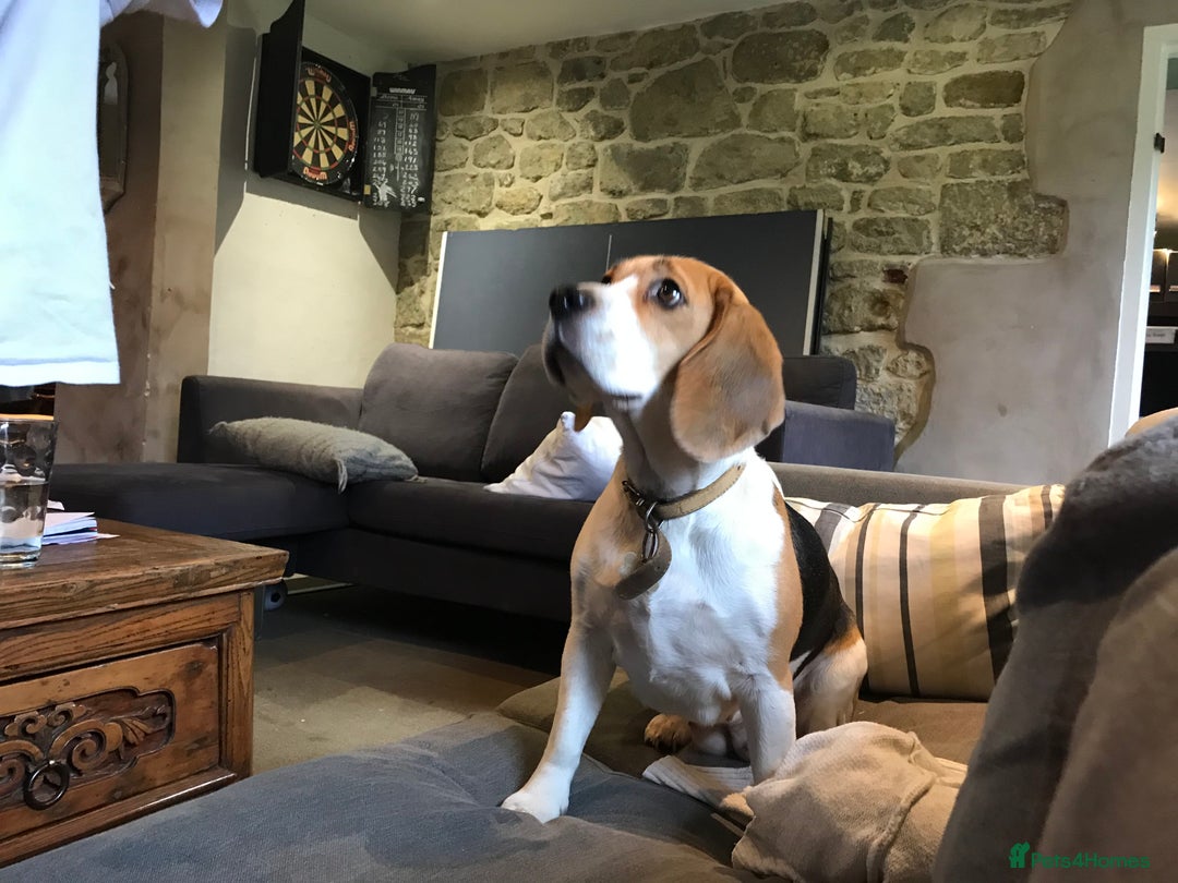 Bocker dogs for sale: Bocker Puppies for Sale - Image 18