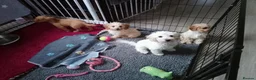 Mixed Breed dogs for sale: Cavapoochon puppies with 5 weeks free insurance  - Advert 15