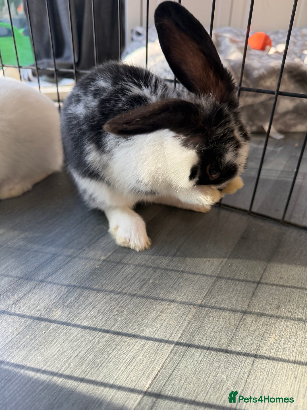 Mixed Breed rabbits for sale: Baby male rabbits  - Advert 6