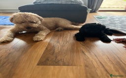 Labradoodle dogs for sale: Labradoodle - Black Male 9wks  - Image 8