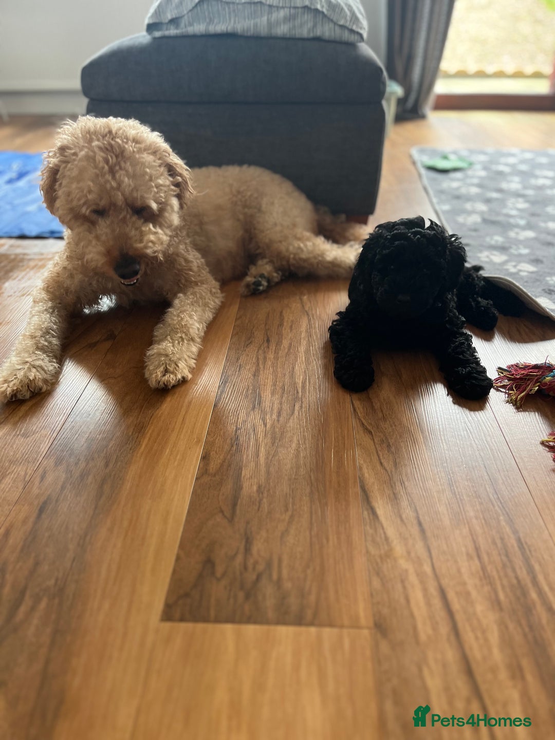 Labradoodle dogs for sale: Labradoodle - Black Male 9wks  - Image 8