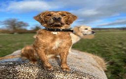 Golden Retriever dogs for sale: Working type golden retriever puppies - Image 6