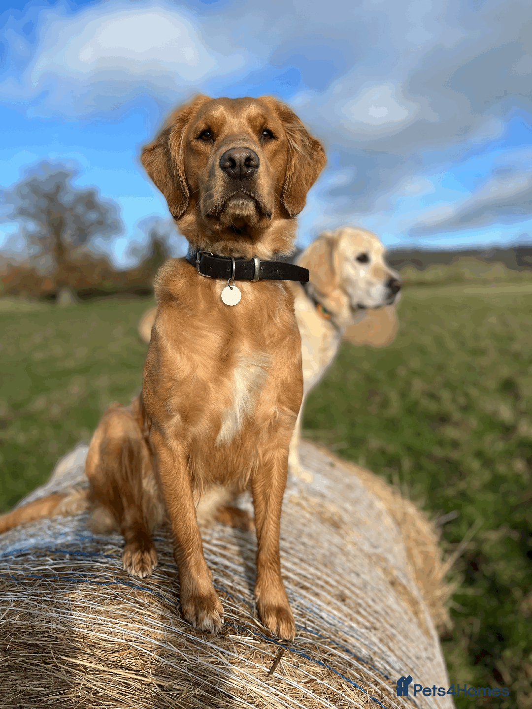 Golden Retriever dogs for sale: Working type golden retriever puppies - Image 6