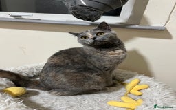 British Shorthair cats for sale: Adorable GCCF registered BSH kittens - Image 16