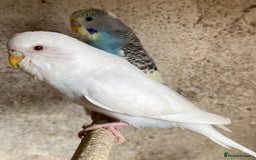 Budgerigars birds for sale: Beautiful Budgies - Image 9