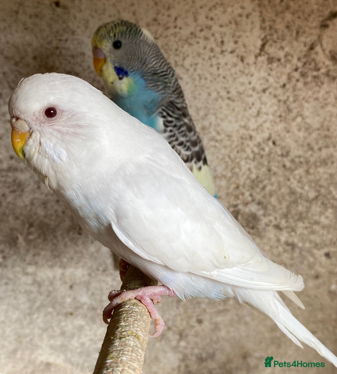 Budgerigars birds for sale: Beautiful Budgies - Image 9
