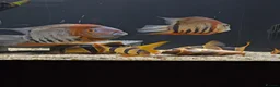 Cichlids fish for sale: South American cichlid's  in Sheffield - Advert 11