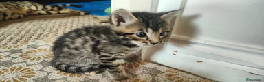 Grey Tabby Male