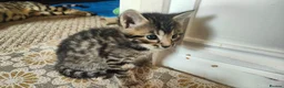 Mixed Breed cats for sale: Beautiful half Bengal kittens available - Advert 12