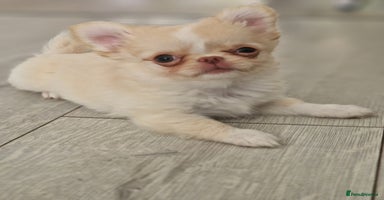 Chihuahua dogs - Advert 3