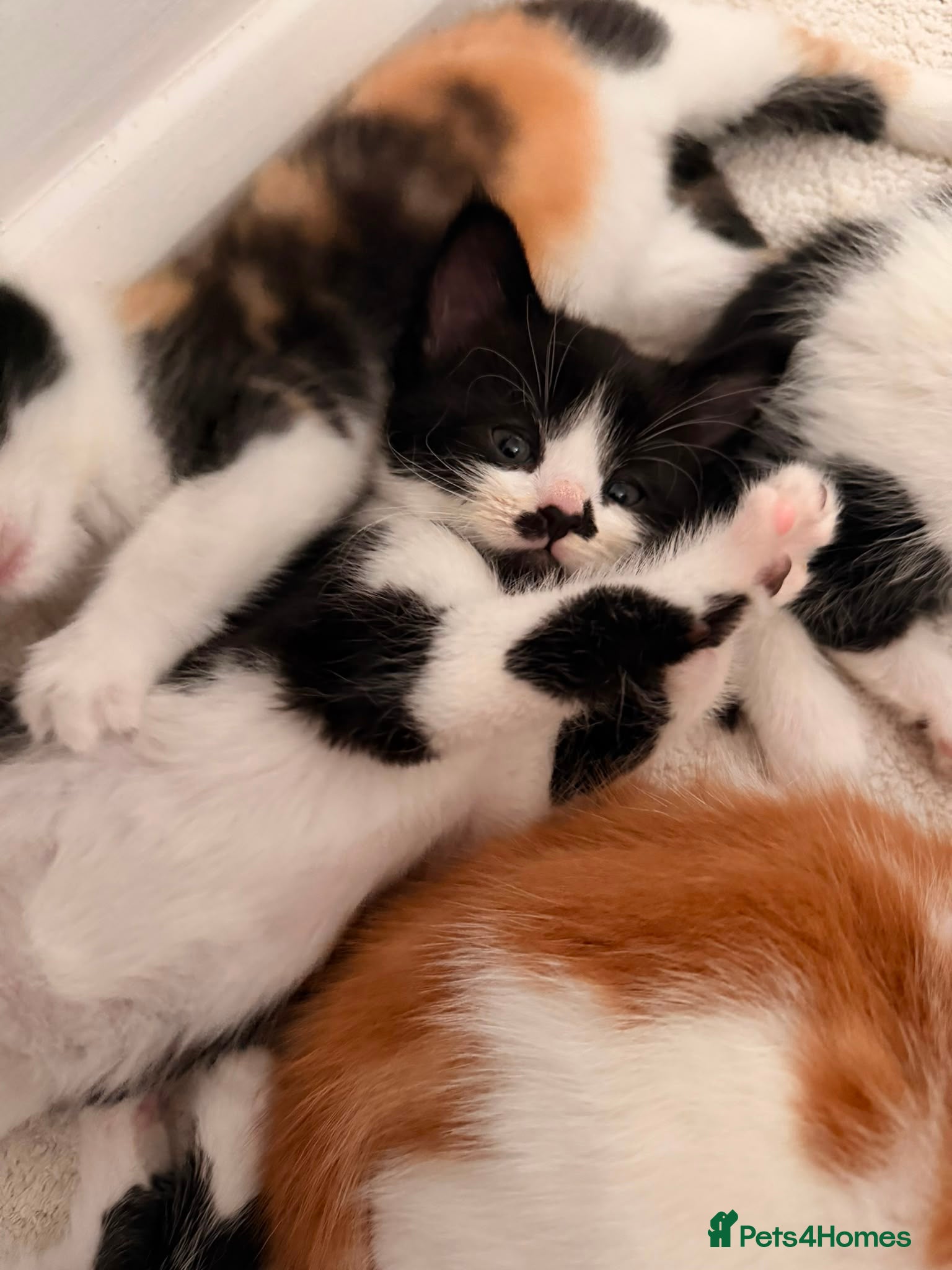 Mixed Breed cats 5 kittens  - Advert 1