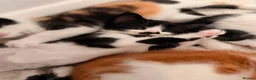 Mixed Breed cats for sale: 5 kittens  - Advert 1