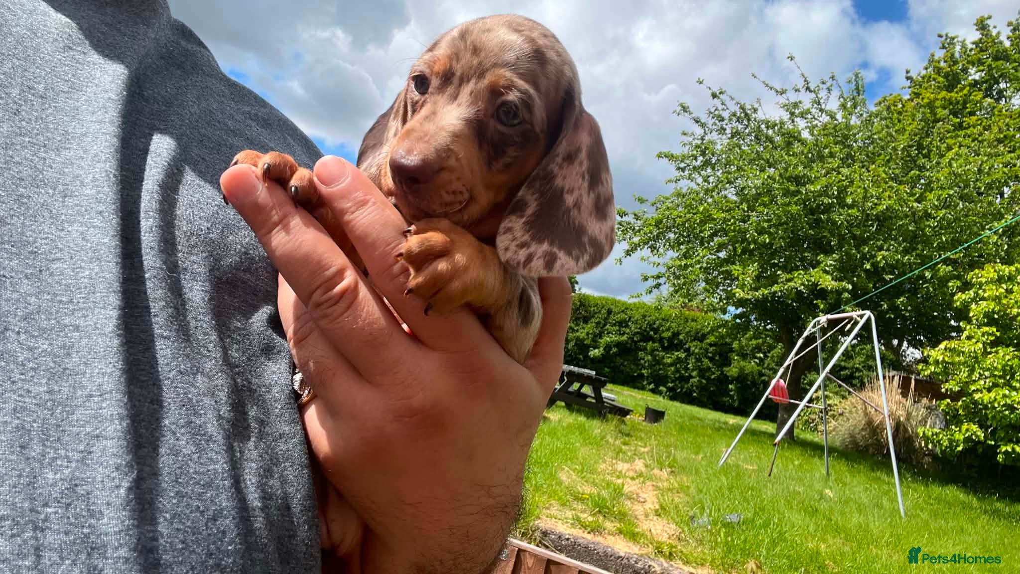 Miniature Dachshund dogs ✨️super Mini Dachshund Puppies Dapple & Chocolate - Advert 18