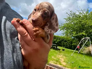 Miniature Dachshund dogs ✨️super Mini Dachshund Puppies Dapple & Chocolate - Advert 18