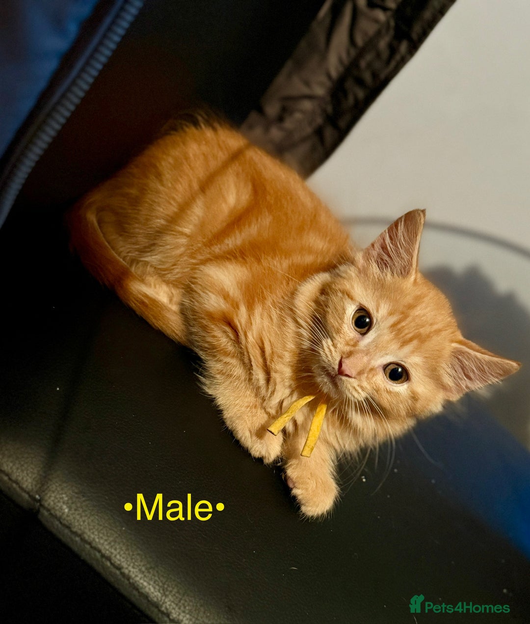 Mixed Breed cats for sale: Beautiful kittens for sale ~ 4 ginger, 1 tortie - Image 10