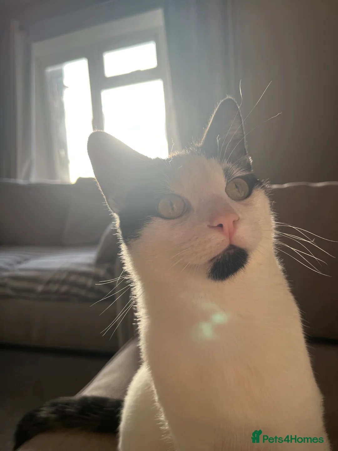 Mixed Breed cats for sale: Lovely 1-Year-Old  Cat - Advert 5