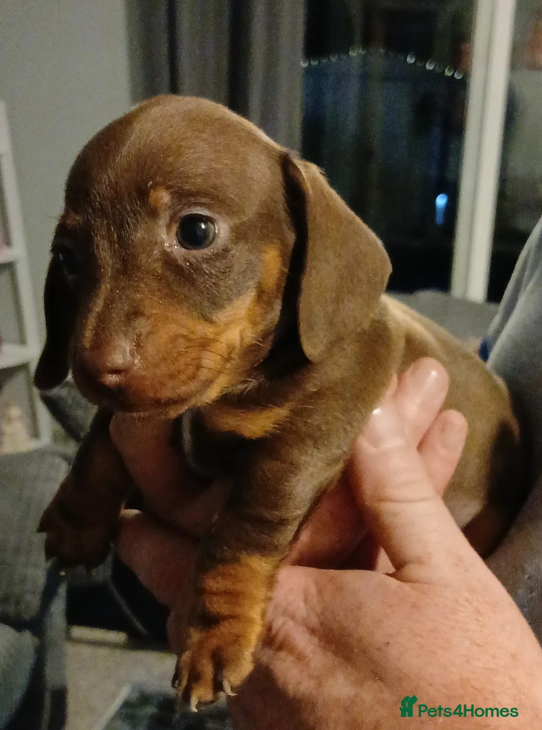 Dachshund dogs for sale: Ready to leave Beautiful dachshund puppies  - Advert 5