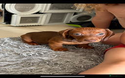 Dachshund dogs for sale: Dachshund puppies available for rehoming. - Image 8