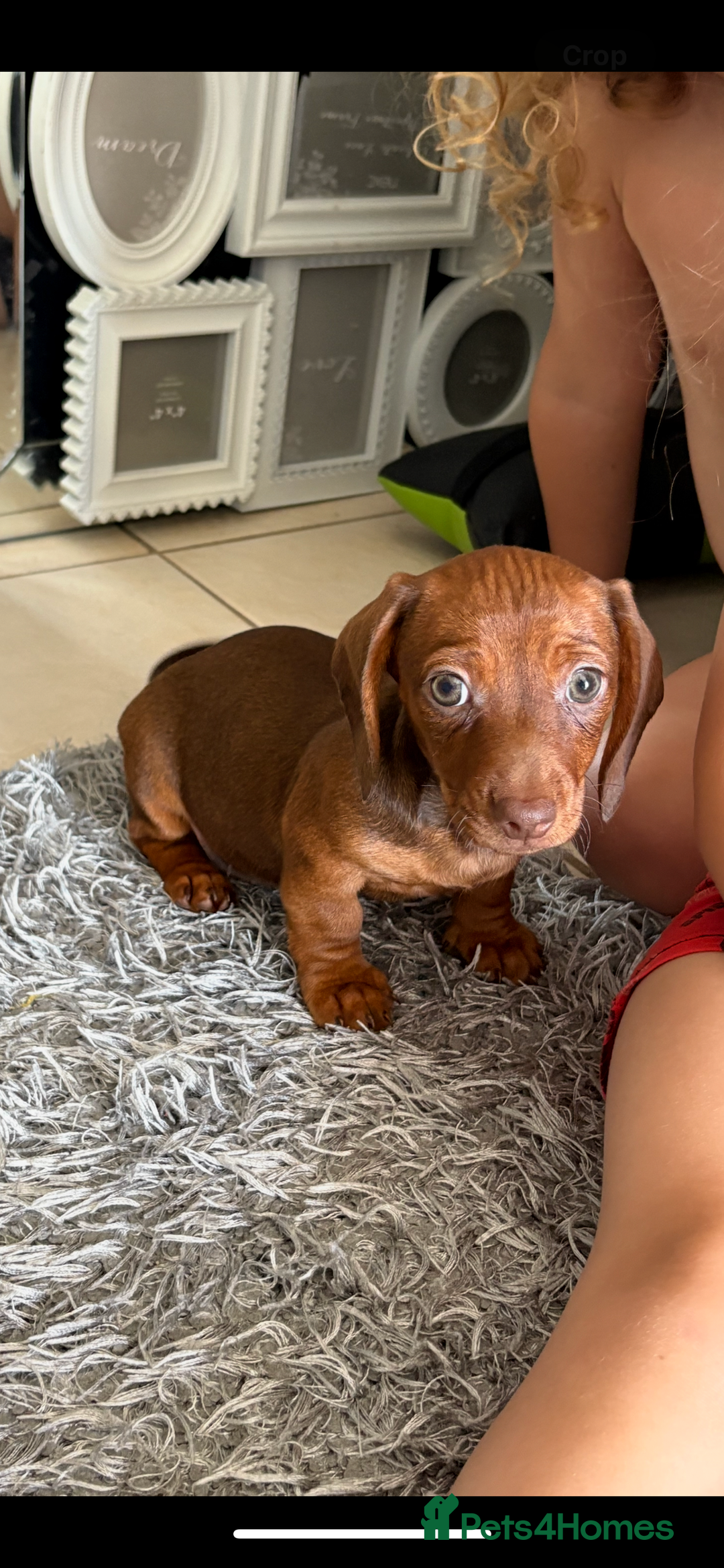 Dachshund dogs for sale: Dachshund puppies available for rehoming. - Image 8
