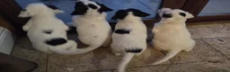 Mixed Breed dogs for sale: Beautiful springer pups in Newry - Advert 6