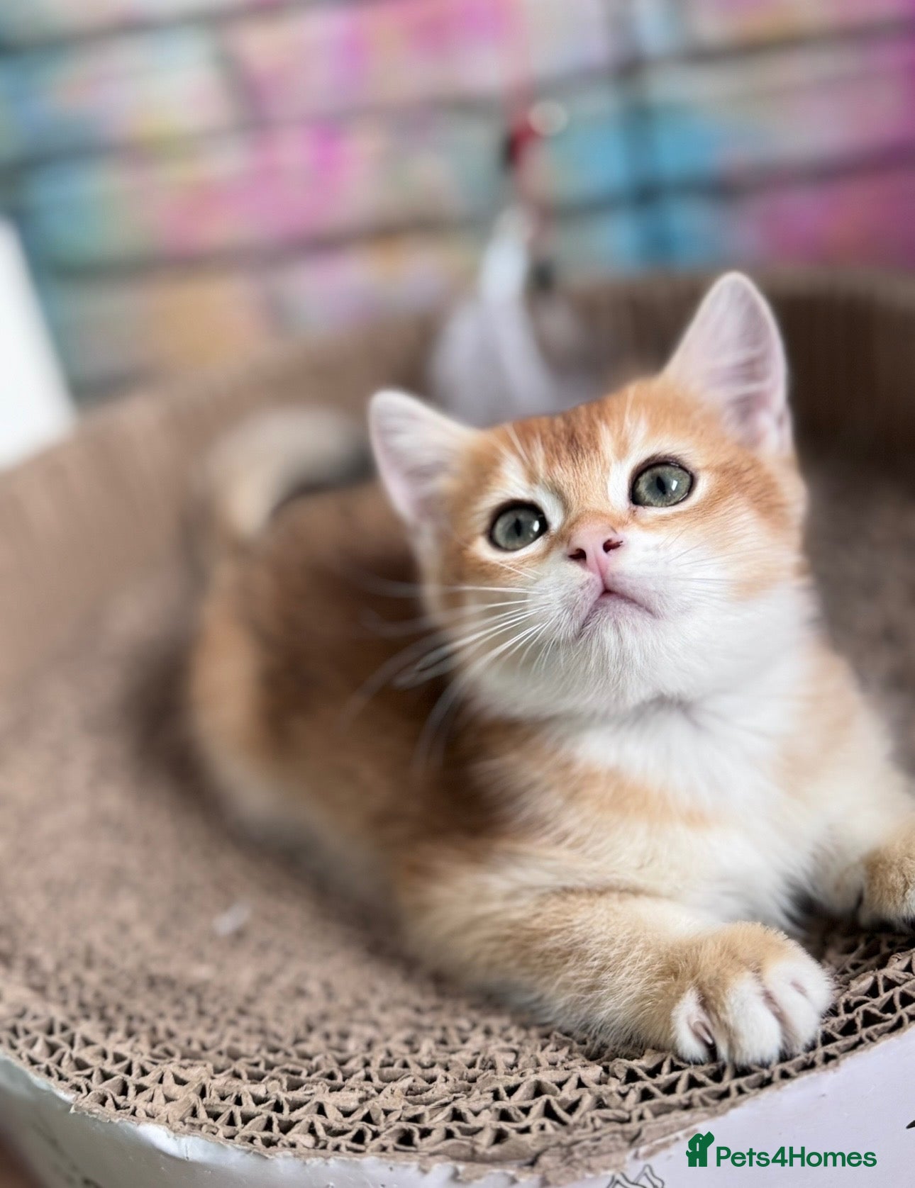Scottish Fold cats 🐾BEAUTIFUL SCOTTISH FOLD KITTEN 🐱READY  - Advert 2