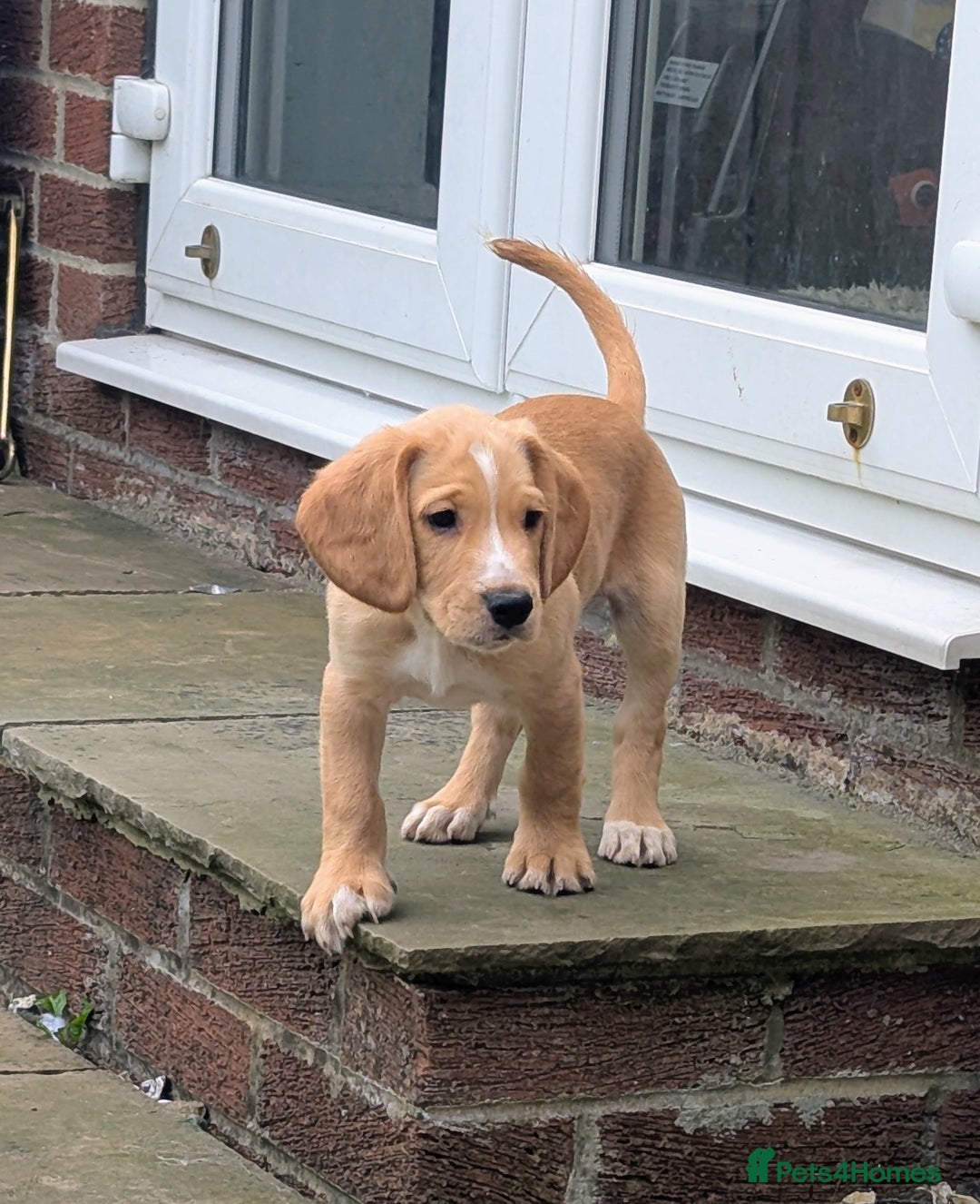 Bocker dogs for sale: Beagle x cocker spaniel puppies for sale - Image 1