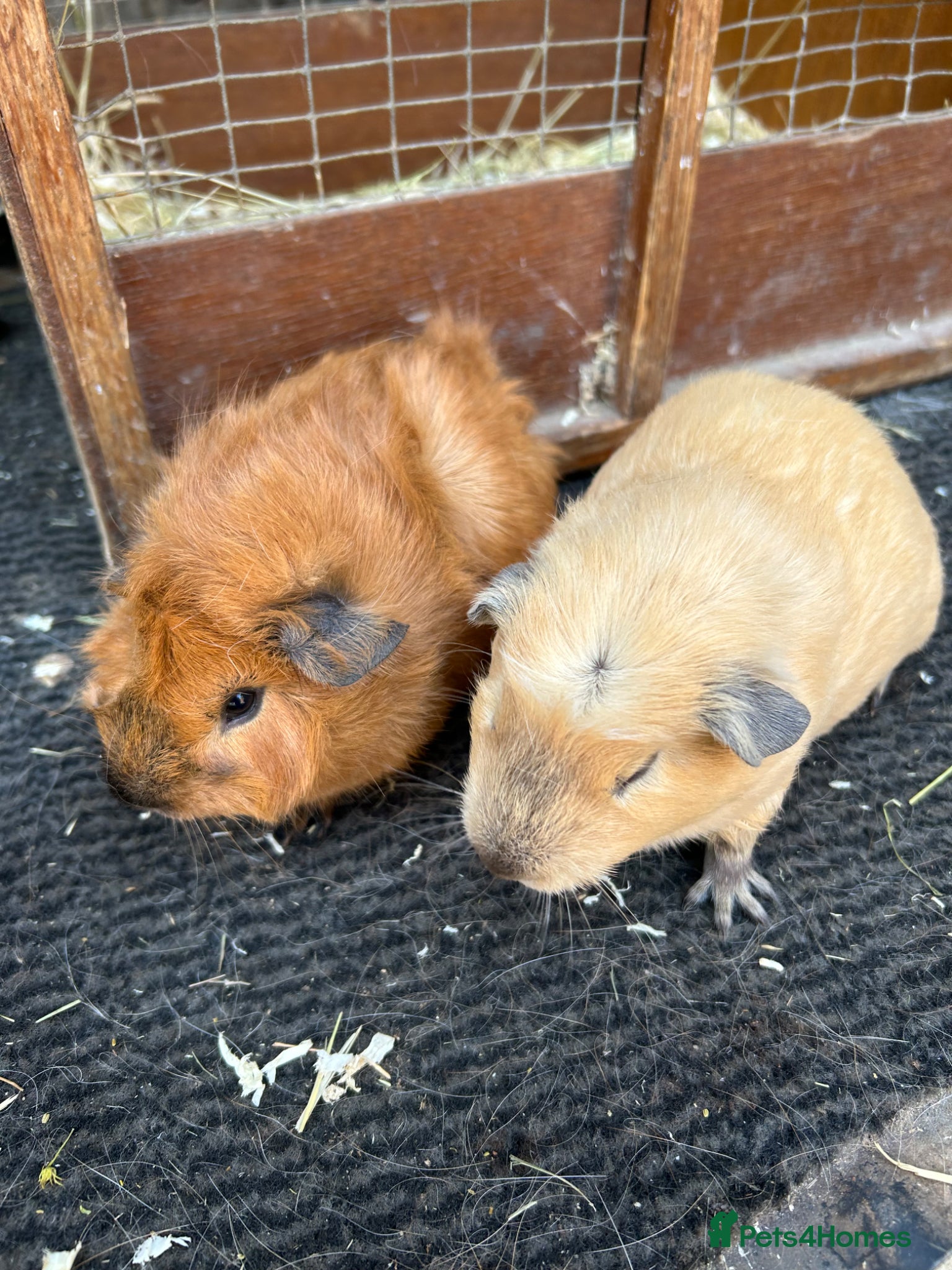 Guinea Pig rodents Guinea pigs sows - Advert 17
