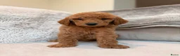 Goldendoodle dogs for sale: Super Quality Doodles  - Advert 24