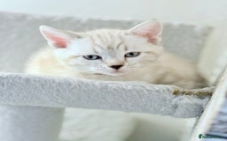 Bengal cats for sale: Pure bred Snow Bengal / Snow Leopard kittens - Image 16