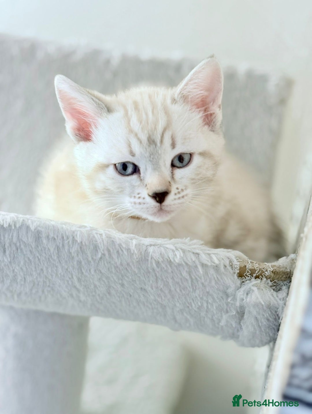 Bengal cats for sale: Pure bred Snow Bengal / Snow Leopard kittens - Image 16