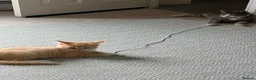 Ragdoll cats for sale: Half ragdoll in Littlehampton - Advert 2