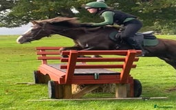 Other Breed horses for sale: 14’2 13 year old quantock hill pony mare - Image 6