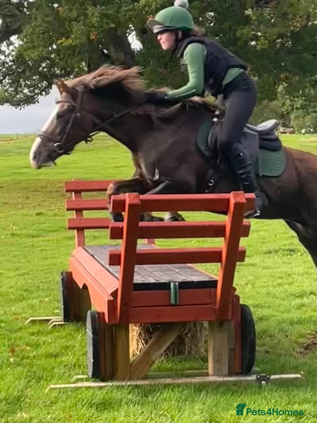 Other Breed horses for sale: 14’2 13 year old quantock hill pony mare - Image 6