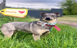 Mixed Breed dogs for adoption: 💖🐶 POLA 🐶💖 - Image 1
