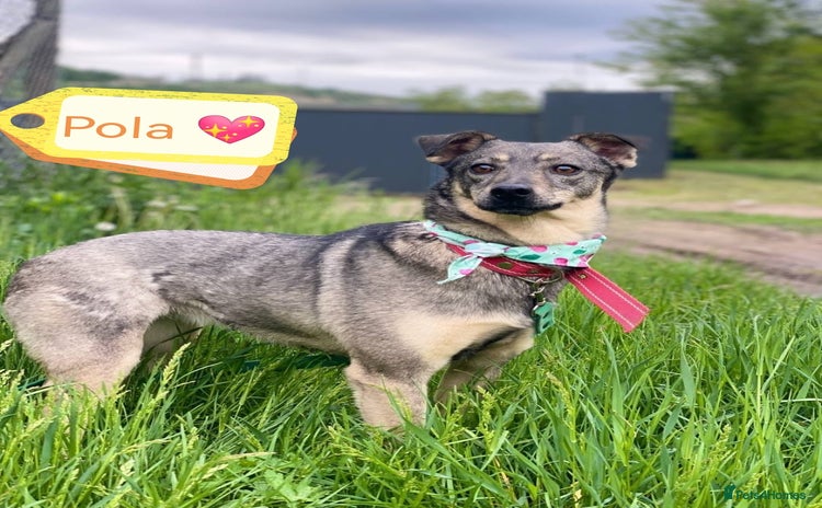 Mixed Breed dogs - Advert 4