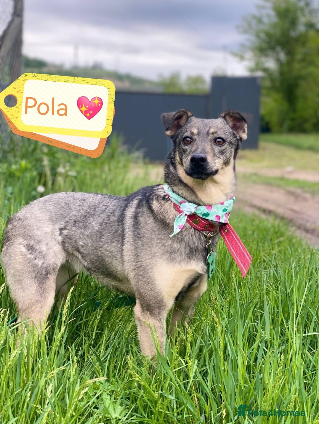 Mixed Breed dogs for adoption: 💖🐶 POLA 🐶💖 - Image 1